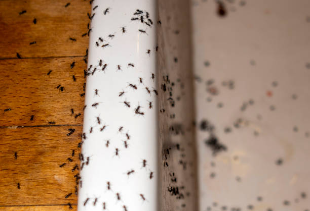 Best Exterminator Services  in Forest Hills, MI