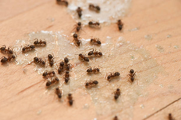 Best Termite Control Services  in Forest Hills, MI