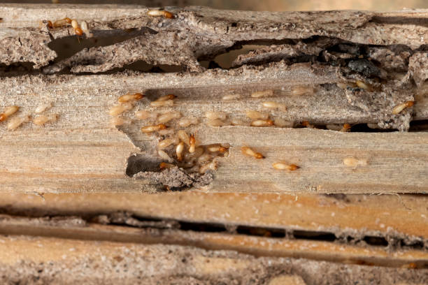 Best Rat Extermination Near Me  in Forest Hills, MI