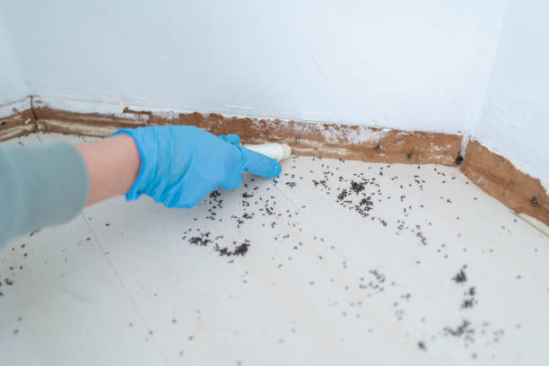Best Affordable Pest Control Services  in Forest Hills, MI